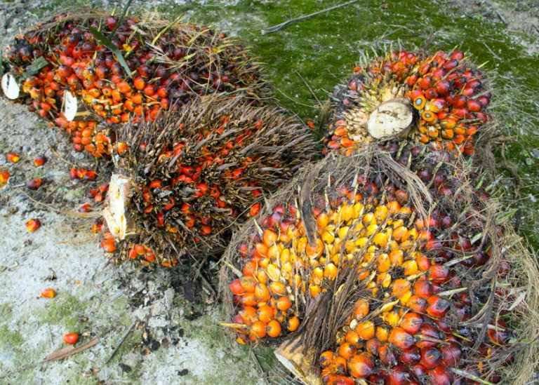 Types Of Palm Fruits With Pictures And Names Golden Spike Company