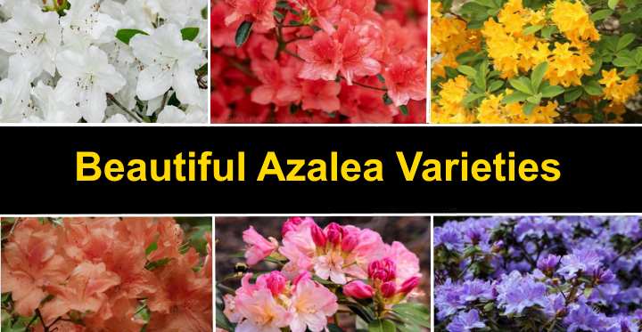 Types Of Flowering Azalea Bushes With Pictures Golden Spike Company