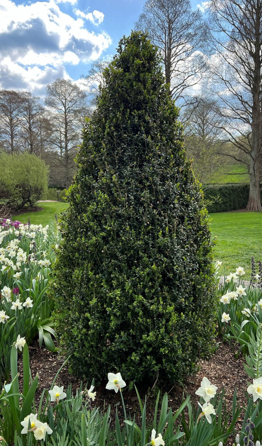 12 Different Types Of Boxwood Shrubs To Provide Year Round Garden Allure