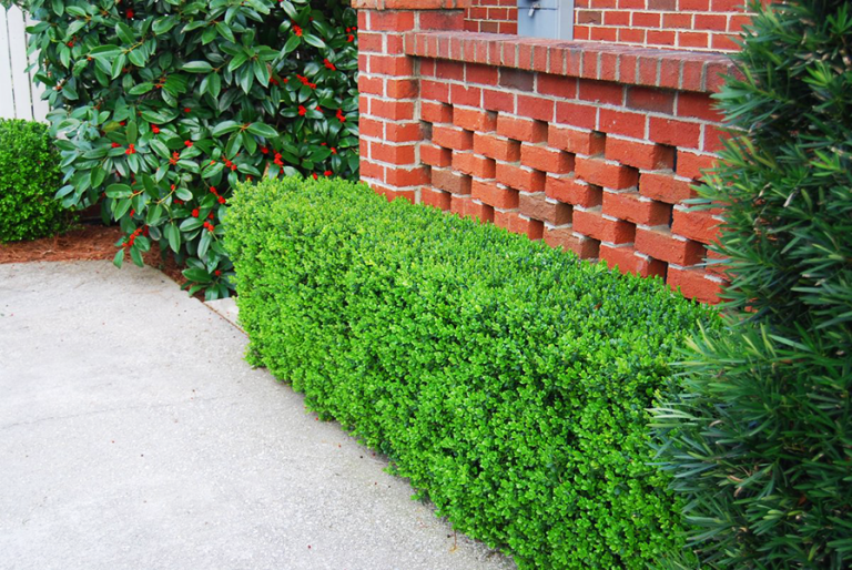 12 Different Types Of Boxwood Shrubs To Provide Year Round Garden Allure