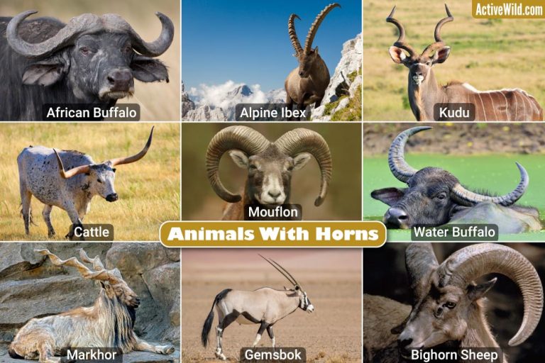 North American Animals List. Pictures & Facts On The Iconic Animals Of ...