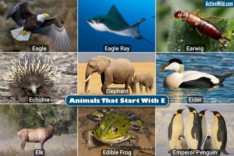 Animals That Start With E: List With Pictures & Interesting Facts ...