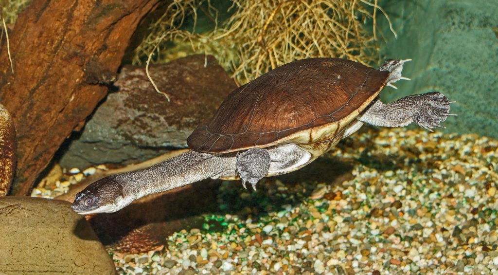 Types Of Turtles With Pictures, List Of Interesting Turtle Species