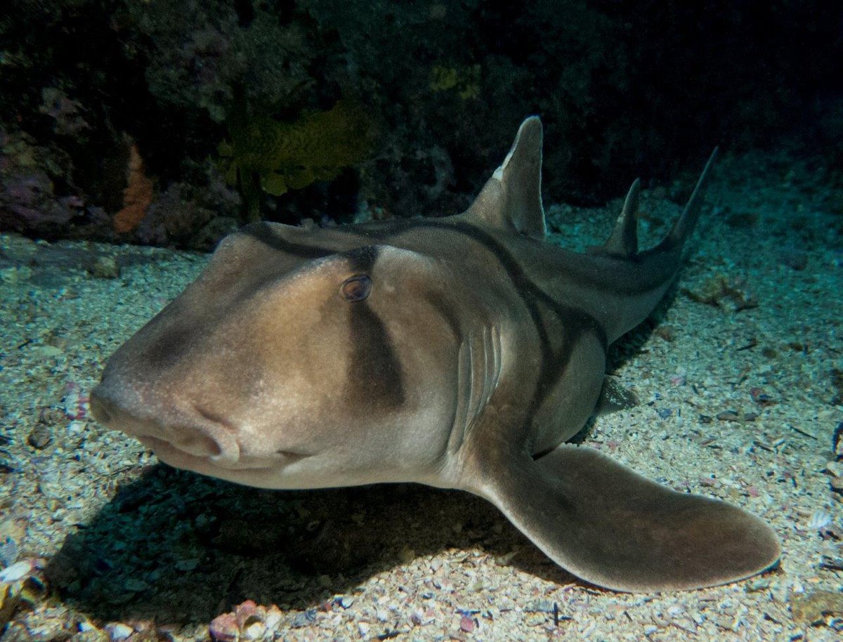 Carcharhinus falciformis - Wikiwand