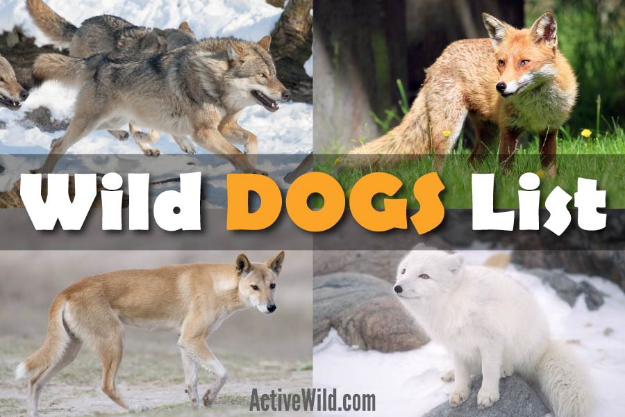 wild dogs whizzle wild dogs whizzle