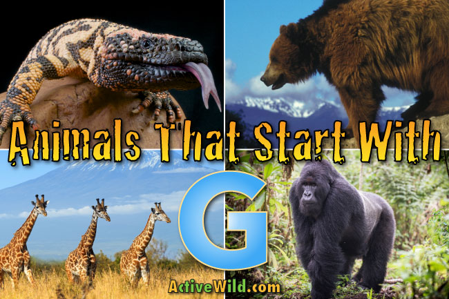 Animals That Start With G: List With Pictures & Facts » Golden Spike Company