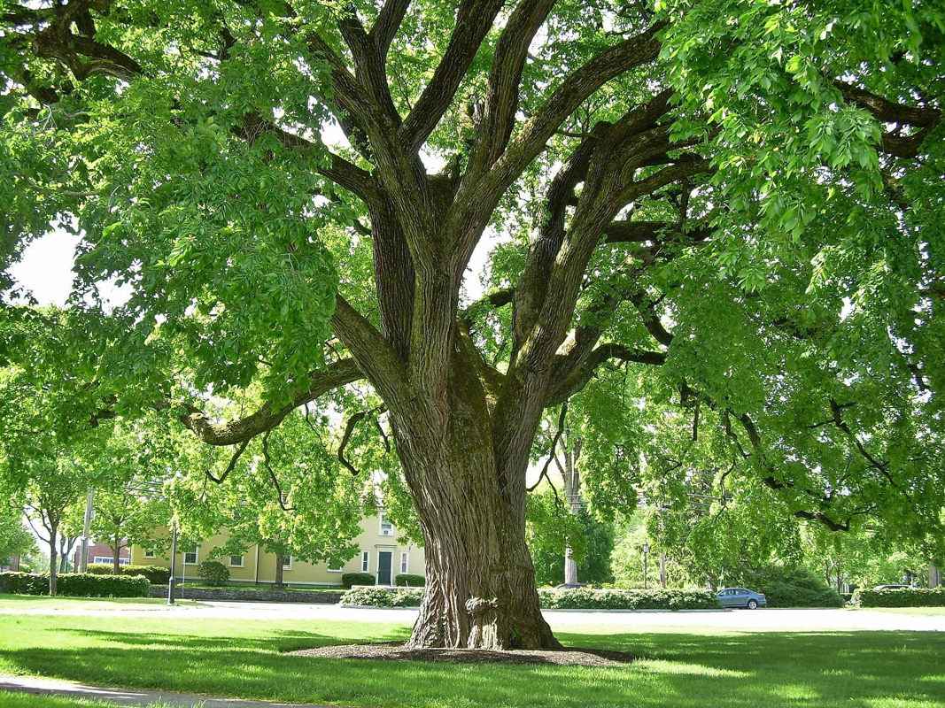 Types Of Elm Trees With Their Bark And Leaves Identification Guide