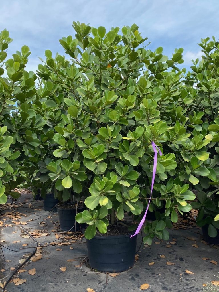 Clusia Plant: Caring for Clusia Hedge (Clusia Guttifera & Rosea ...