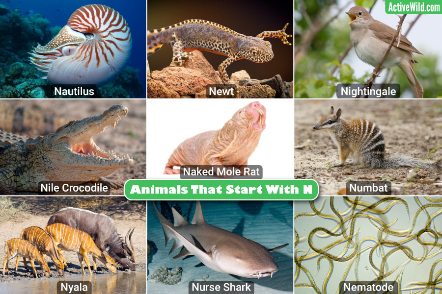 Animals That Start With N List With Pictures Interesting Facts 