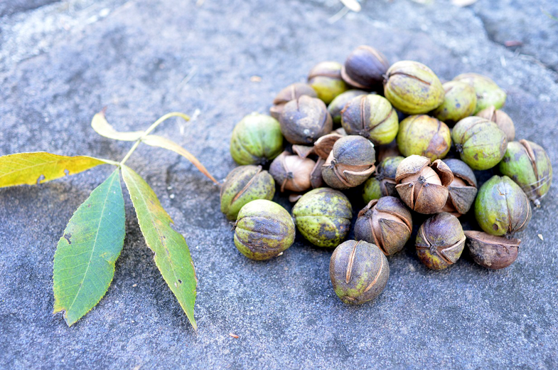 Hickory Nuts: Identification and Types (With Pictures) » Golden Spike ...