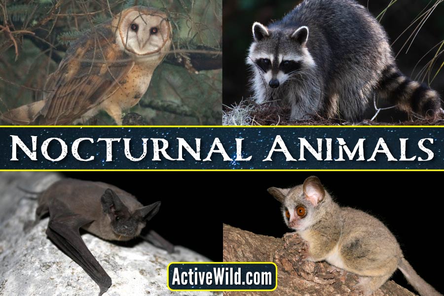 53 Nocturnal Animals List Pictures Interesting Facts Golden Spike 