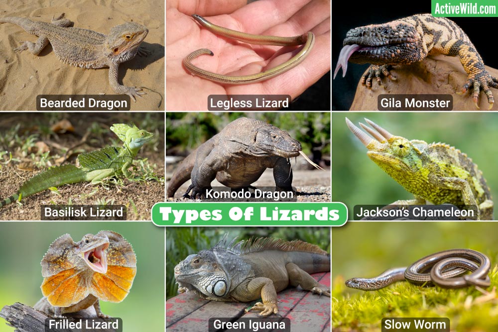 Types Of Lizards List Pictures & Facts On Amazing Lizard Species
