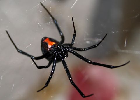 black spider with crab claws