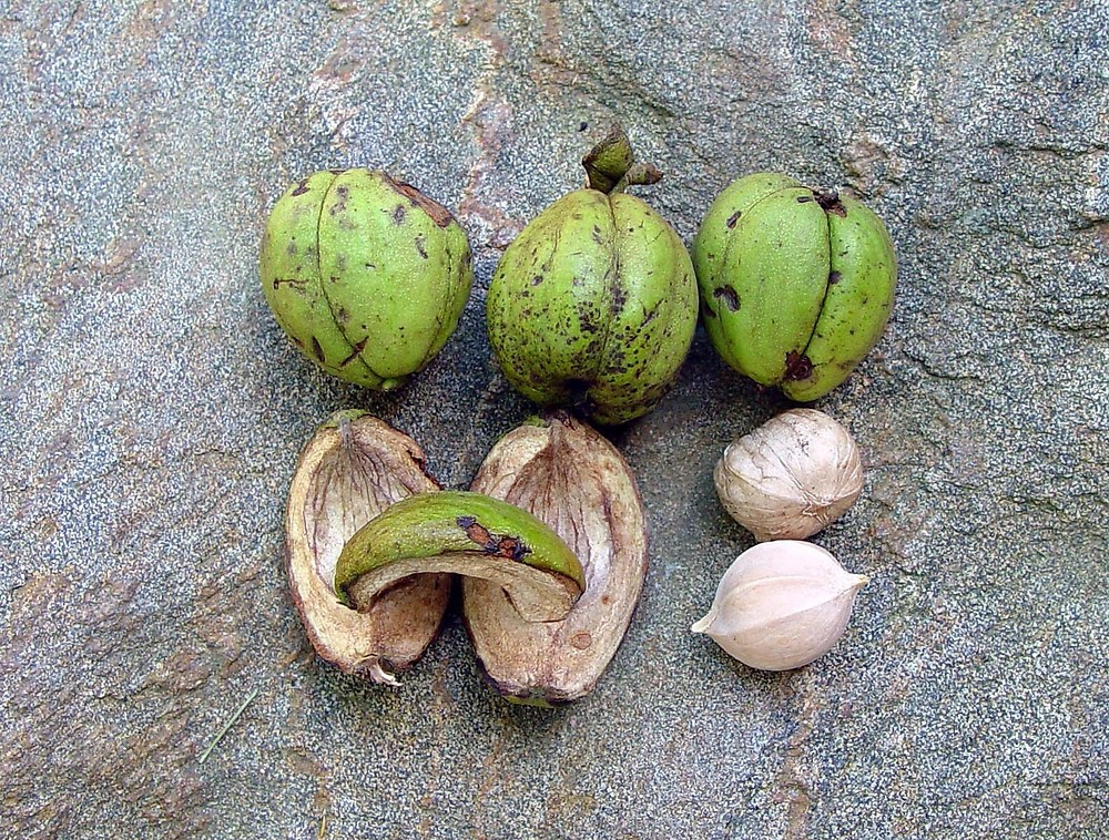 Hickory Nuts: Identification and Types (With Pictures) » Golden Spike ...