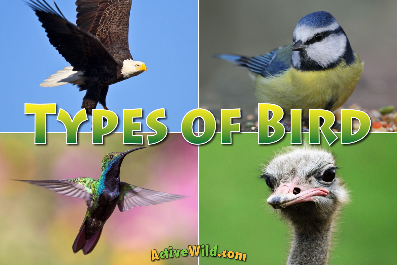 different-types-of-birds-list-with-pictures-interesting-facts