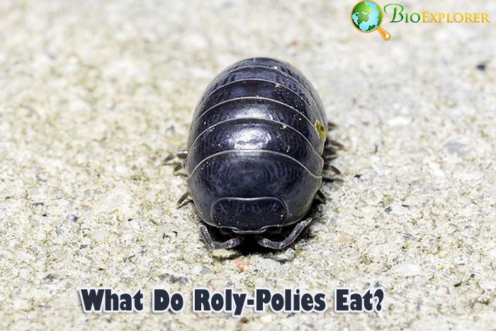 what-do-rolly-pollies-eat-golden-spike-company