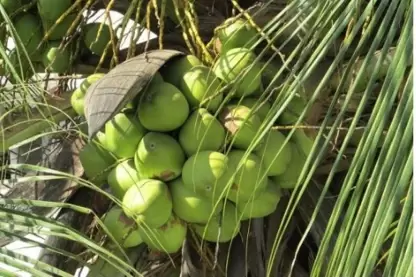 Types of Coconuts: Green, Brown, White and More Coconut Varieties ...