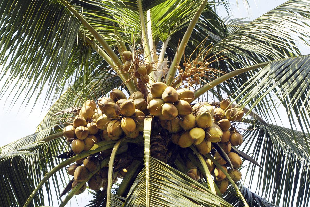 Types of Coconuts: Green, Brown, White and More Coconut Varieties ...