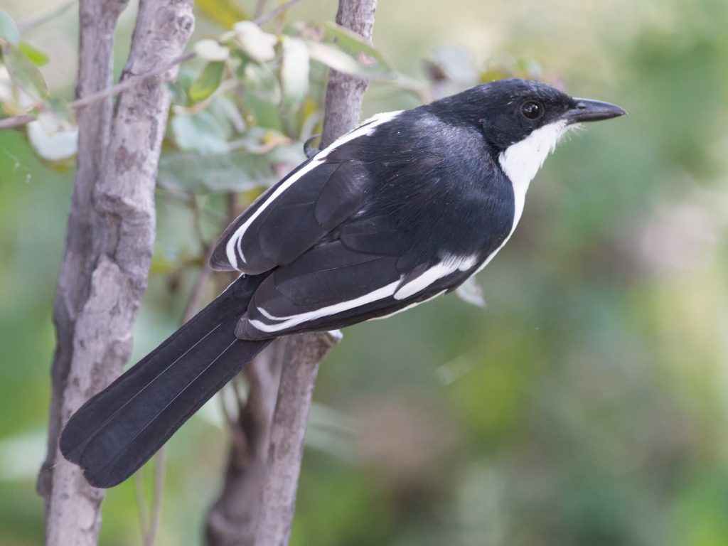 25 Birds With White Stripes On Their Wings » Golden Spike Company