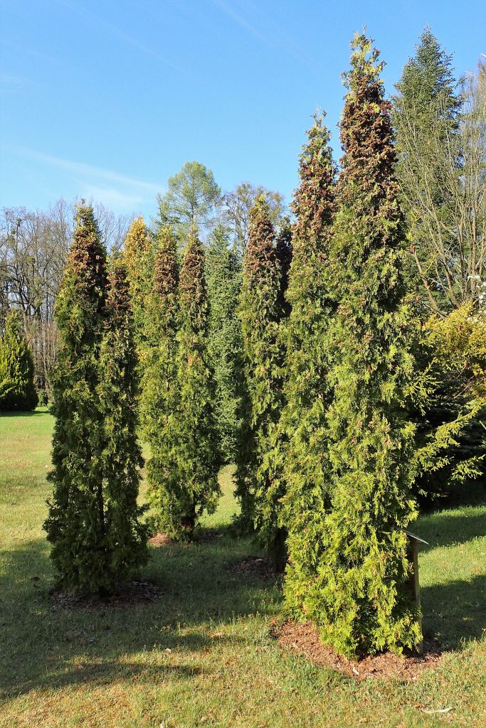 24 Narrow Evergreen Trees: Skinny Columnar Trees (Pictures) » Golden ...