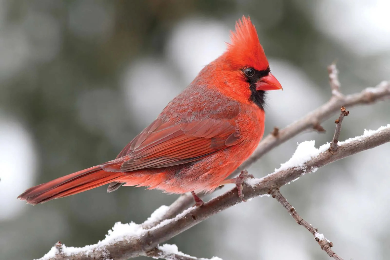 Backyard Birds In Delaware (24 Species With Pictures) » Golden Spike ...