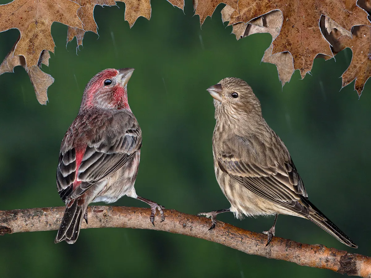 Backyard Birds In Delaware (24 Species With Pictures) » Golden Spike ...