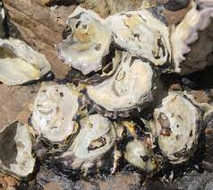 Types of Oysters with Their Flavor and Picture (Ultimate Guide) » Golden  Spike Company