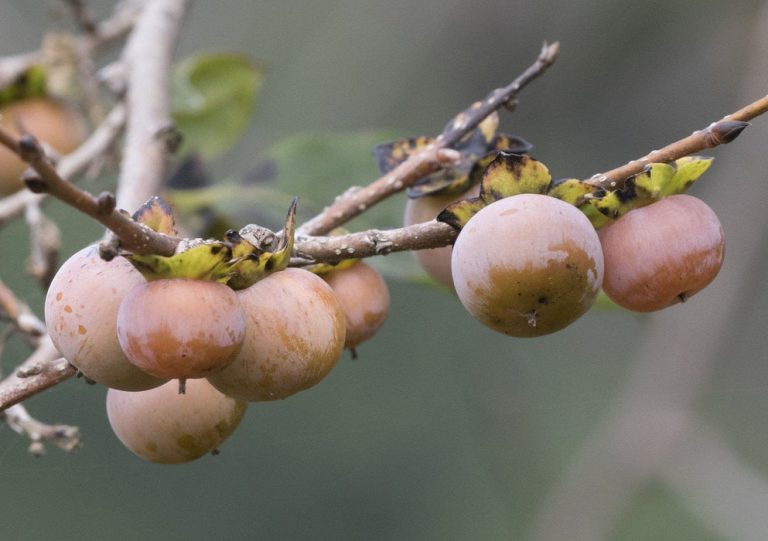 25 Types Of Persimmons: Delicious Persimmon Varieties (pictures & Names 