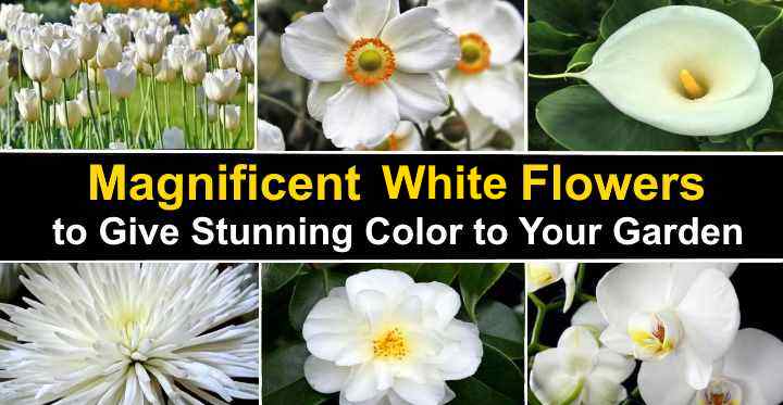 115 Types of White Flowers: Names of Tiny Flowers, White Flowers By Season