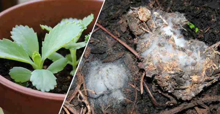 mold-on-plant-soil-how-to-get-rid-of-mold-on-houseplant-soil-golden