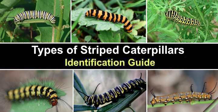 Types of Striped Caterpillars with Pictures – Identification Guide