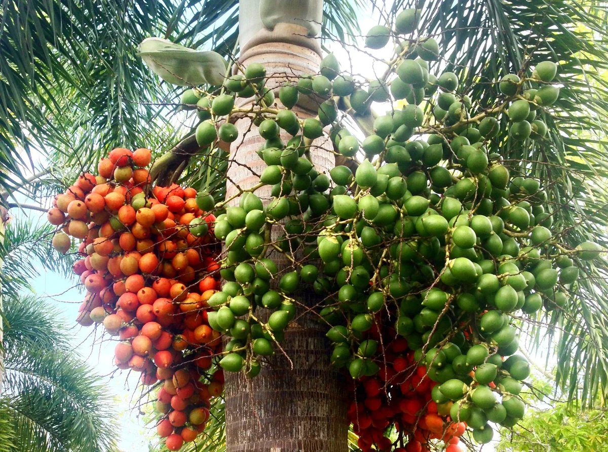 Types of Palm Fruits (With Pictures and Names) » Golden Spike Company