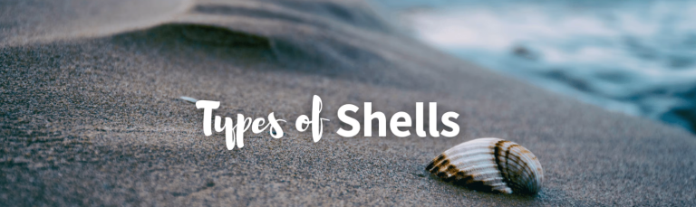 Types Of Shells To Find On Beaches Around The World Facts Chart And Pictures Golden Spike