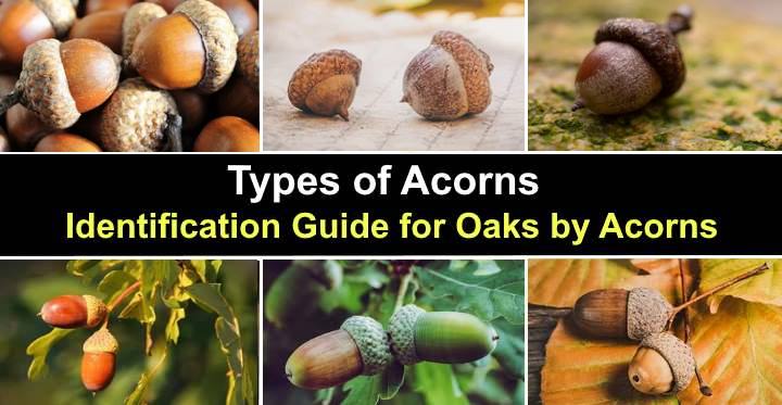 All about acorns, Chesapeake Challenge