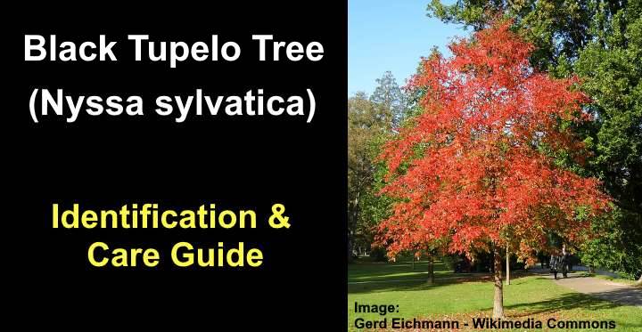Black Tupelo Tree Leaves Bark Pictures Identification And Care Guide Golden Spike Company
