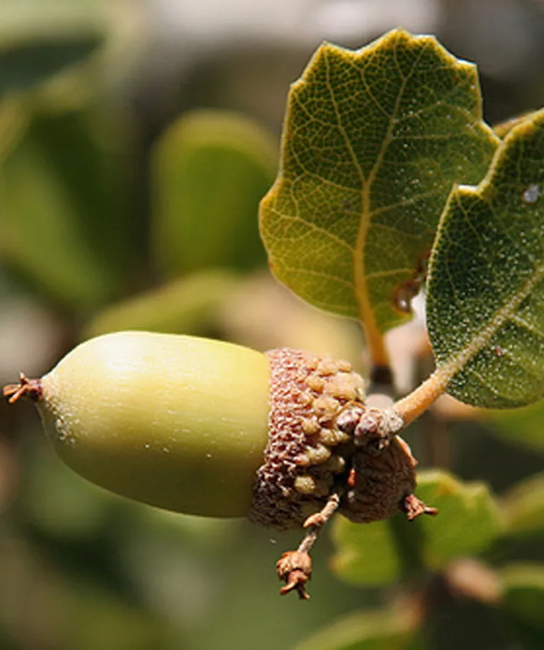 quercus shumardii acorn