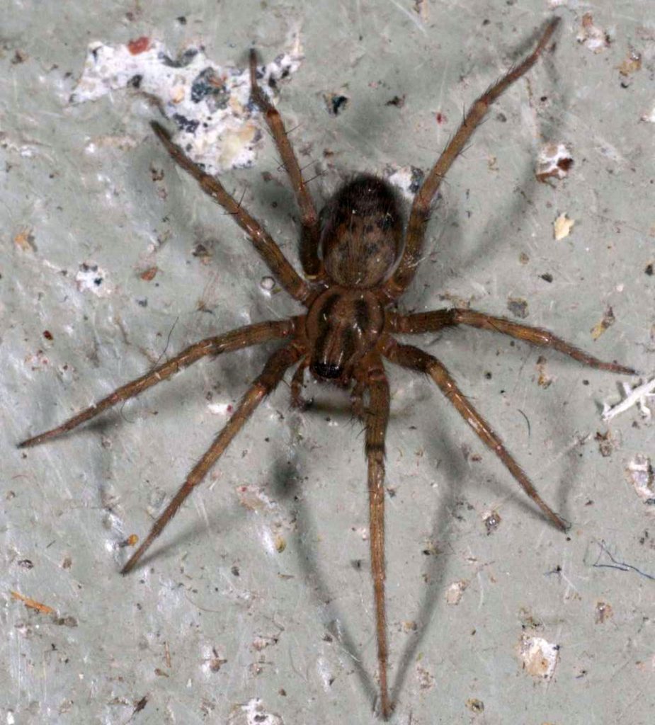 Types of Brown Spiders (with Pictures) – Identification Guide » Golden ...