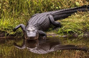 List Of Reptiles With Pictures & Facts: Examples Of Reptile Species