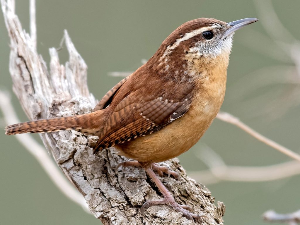 7 Species of Wrens in Massachusetts Picture and ID Guide