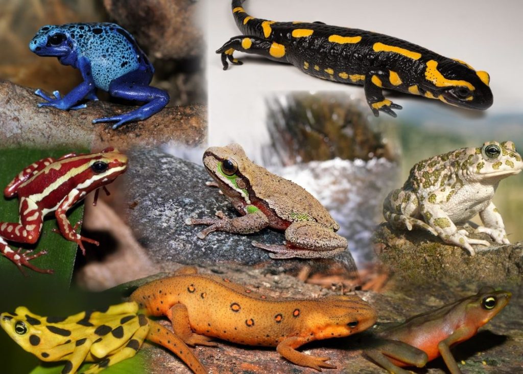 Amphibians: The Ultimate Guide – Pictures & Facts