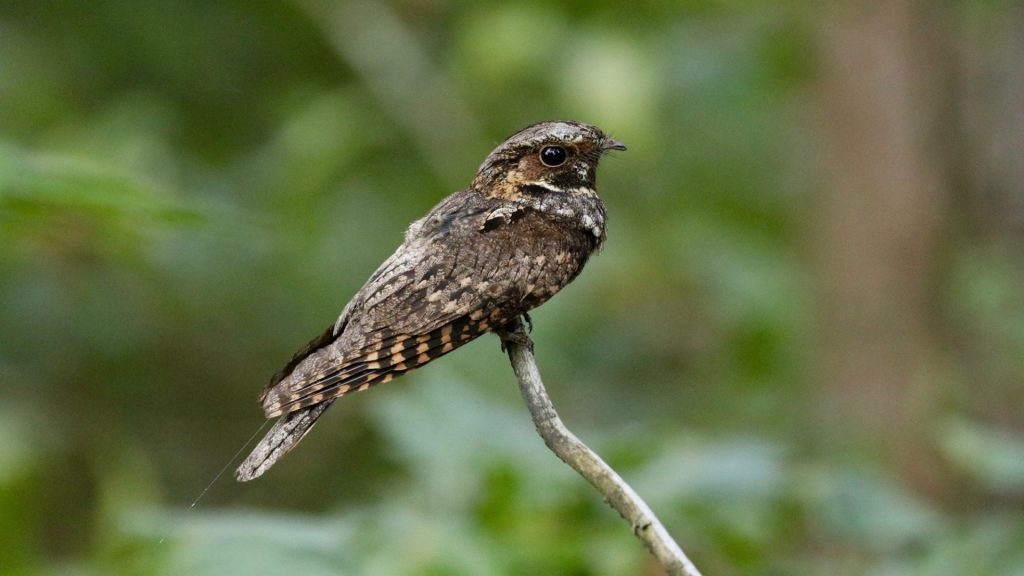Warblers In West Virginia (ID, Song, Season Guide)