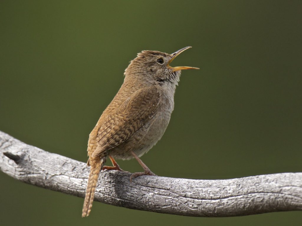 7 Species of Wrens in Kentucky – Picture and ID Guide