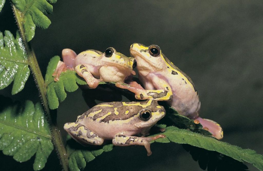 Amphibians: The Ultimate Guide – Pictures & Facts