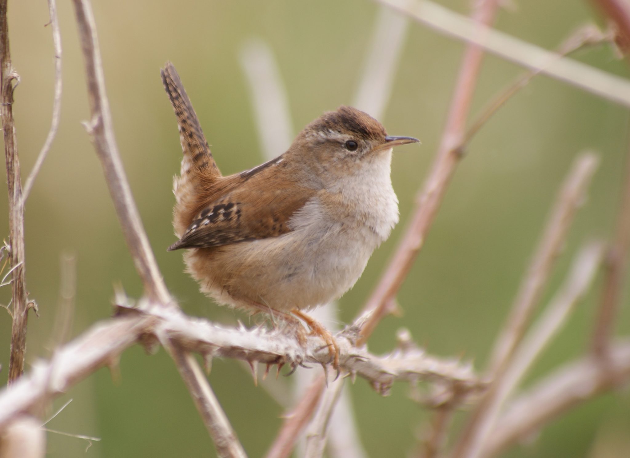 7 Species of Wrens in Kentucky – Picture and ID Guide