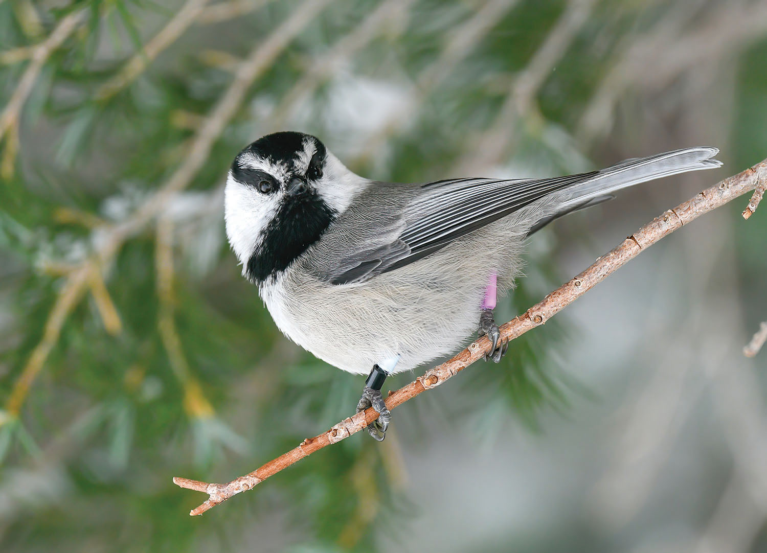 Chickadees in New Mexico (ID and Song Guide)