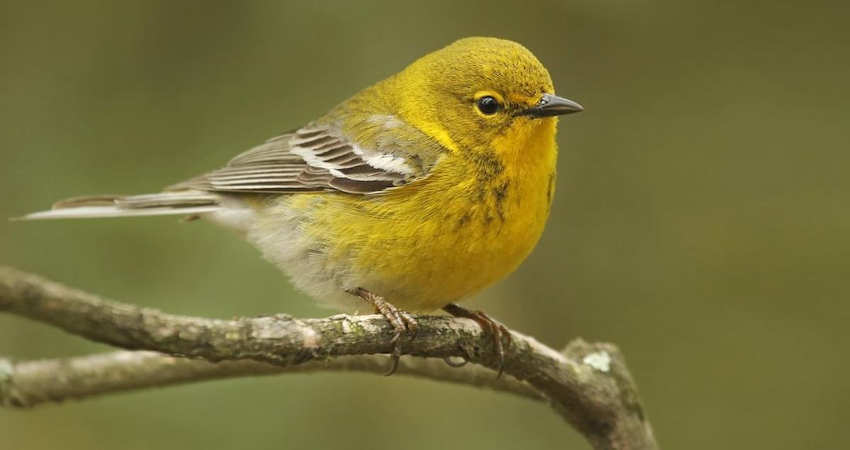 37 Species Of Warblers in Georgia (ID, Song and Season Guide)