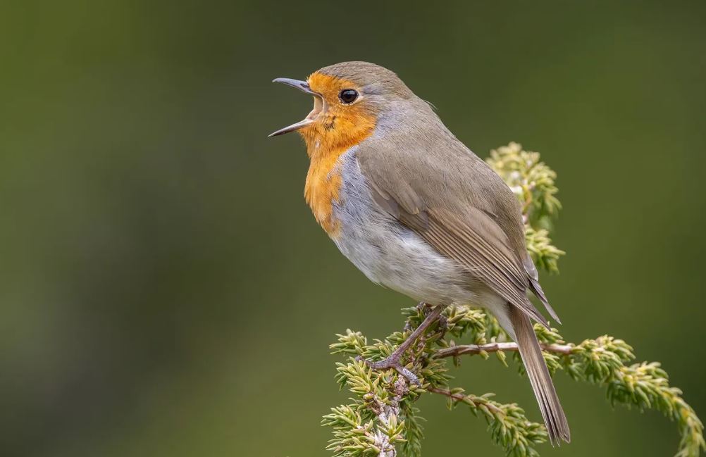 Most Common British Birds List With Pictures And Identification Tips