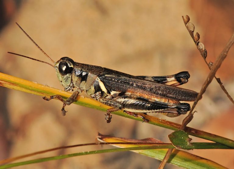 Types Of Grasshoppers (With Pictures) – Identification Guide