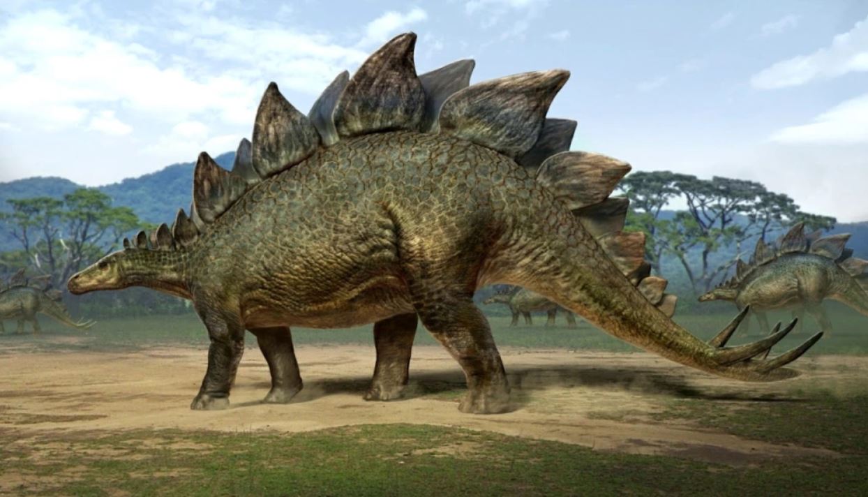 Stegosaurus Facts for Kids, Students & Adults