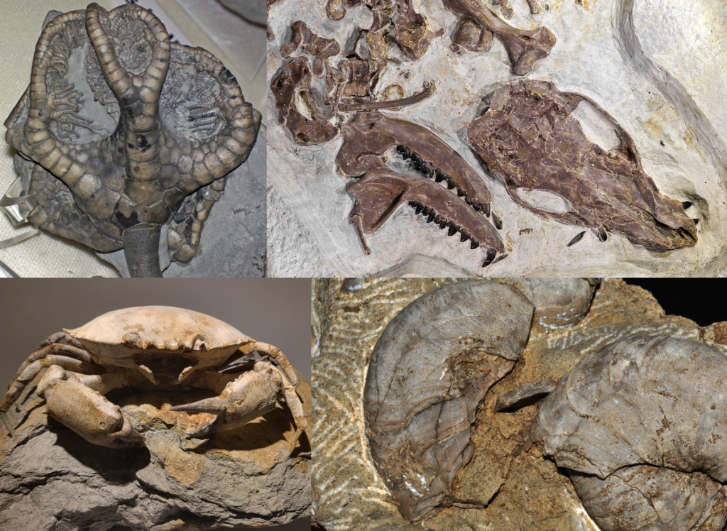 Amazing Fossil Facts Complete Guide To Fossils With Pictures & Info